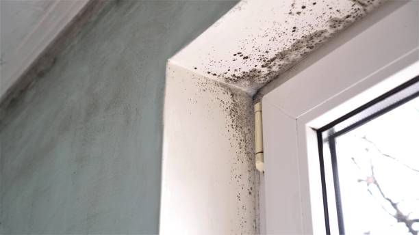 Mold Remediation for Vacation Homes in Mabton, WA