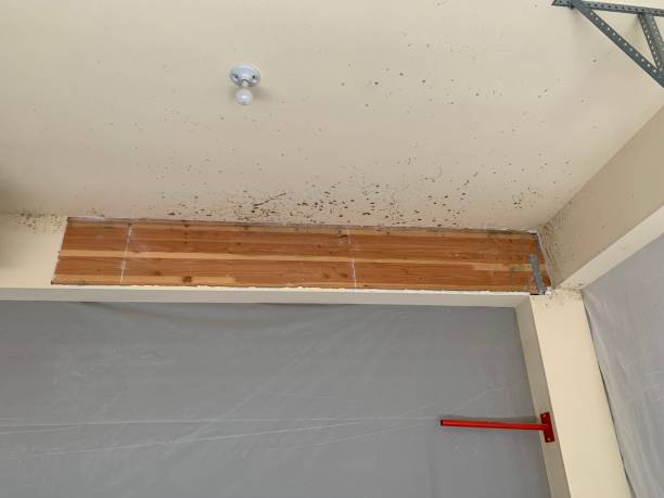 Trusted Mabton, WA Mold Removal Experts